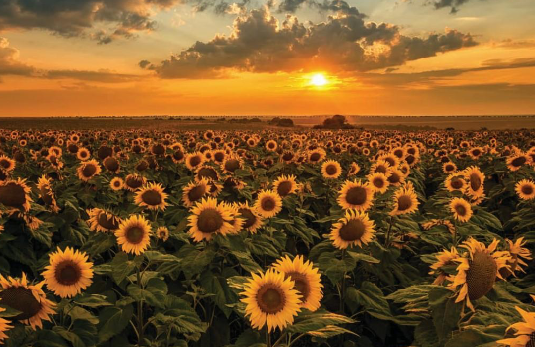 Sunflower Oil | Trade-Ventures